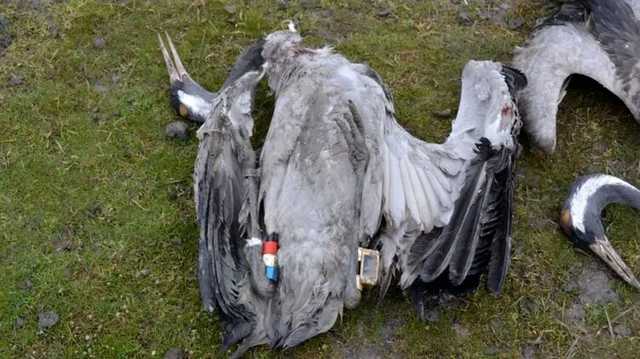 У заповедника "Аскания Нова" запретят использовать химикат, вызвавший массовую гибель редких птиц