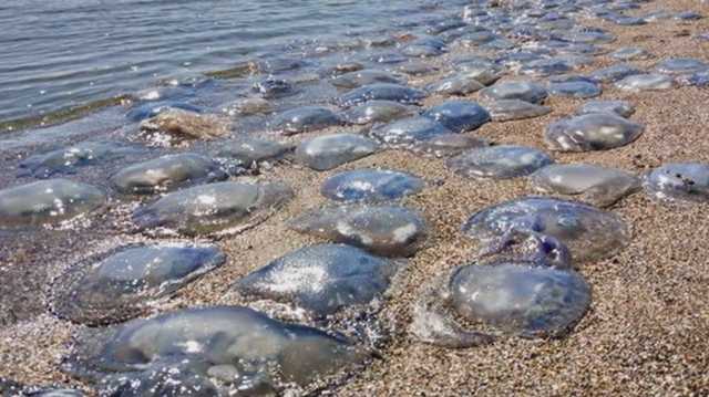 Море в Кирилловке превратилось в кисель из медуз: впечатляющее фото