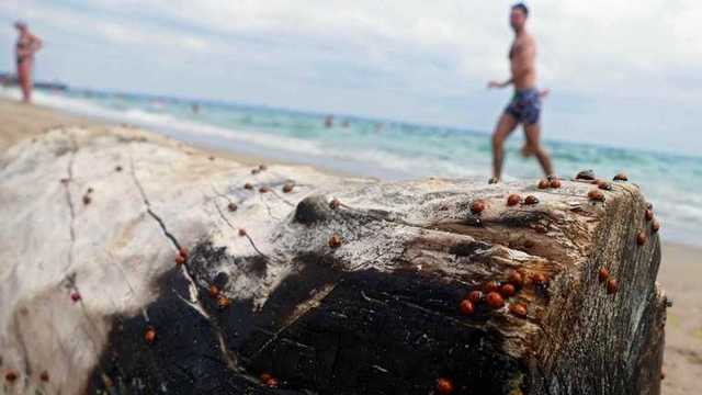 Сонечка заполнили побережья на юге Украины: почему это случилось и сколько продлится