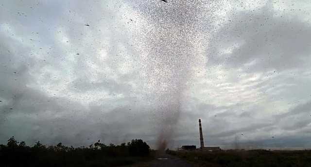 В России пронесся огромный смерч из комаров: очевидцы показали видео