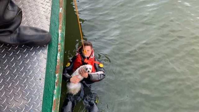 Прыгнул за собакой: полиция достала из реки мужчину и его пса