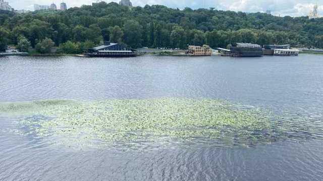 Днепр в Киеве зарастает зеленью: эколог объяснил есть ли опасность