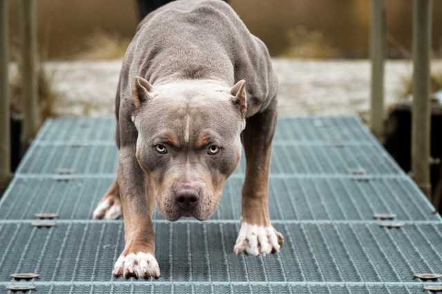 В Харькове бойцовская собака напала на людей: жители дома боятся выходить из квартир