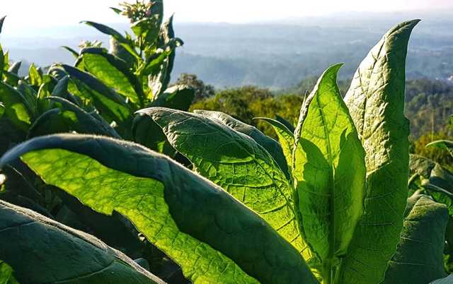 В Таиланде создали вакцину от COVID-19 из листьев табака