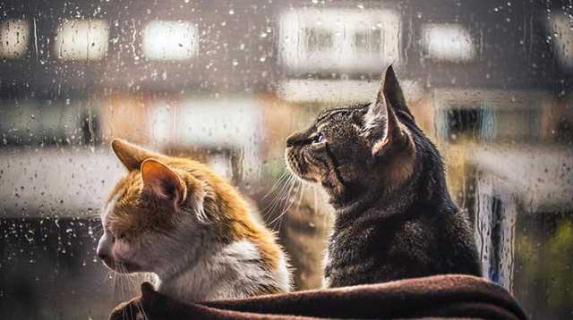 Украину накроют затяжные дожди