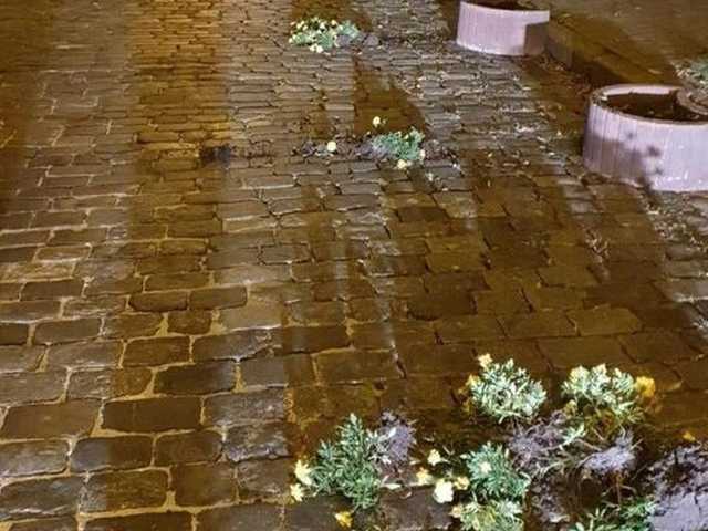 Мужчина повредил клумбы на Алее Героев Небесной Сотни в Киеве, - Нацполиция