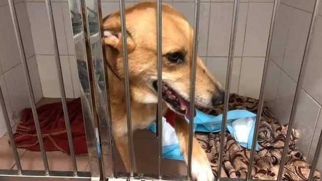 На Троещине в Киеве неизвестный стрелял из винтовки по собаке: животное чудом выжило