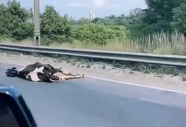 В Киеве авто с коровами на прицепе попало в ДТП, животные погибли