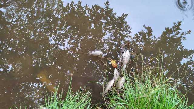 Массовая гибель рыбы и птиц в Голосеево: в прудах обнаружили ртуть