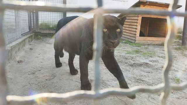 Буквально сняла скальп: новые детали нападения пантеры на мужчину под Полтавой