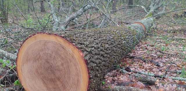 ГБР сообщило о подозрении 6 лесничим, обвиняемых в незаконной порубке леса