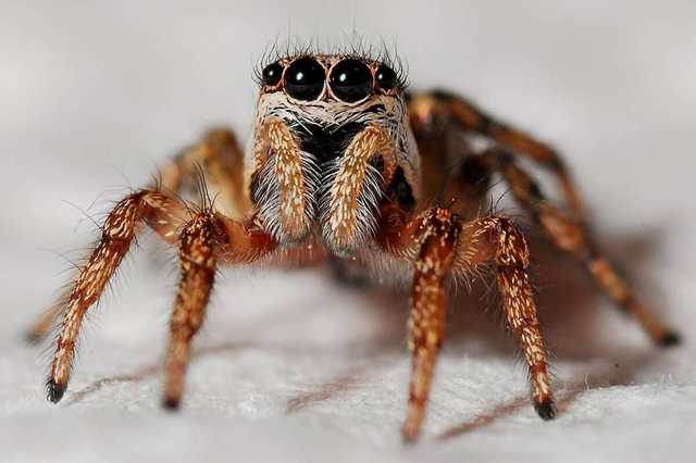 В оккупированном Донецке нашествие пауков