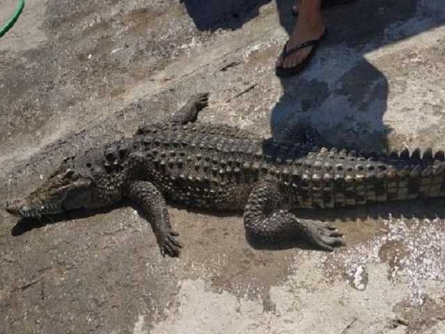 Доставали сетками: стала известна судьба крокодила, который неизвестно откуда появился на Арабатке
