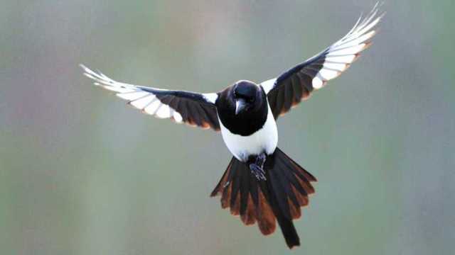 В Австралии ребенок умер после нападения сороки: мать защищая, упала на малыша