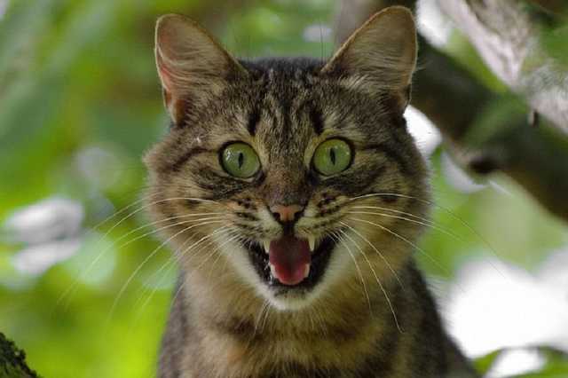 Бешенство зафиксировали в Киеве: зараженный кот покусал 4 человек