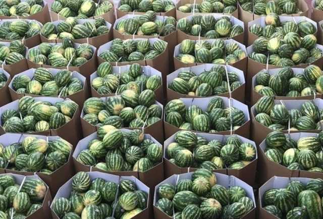 В Київ з Херсону відправляють «ювілейну» баржу з кавунами