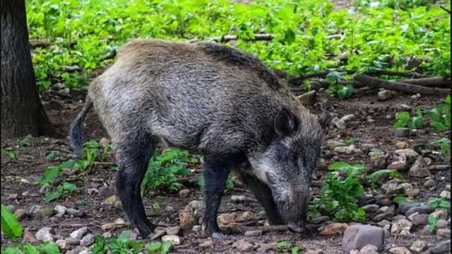 В селе под Черниговом местные отбиваются косами и петардами от стада диких кабанов