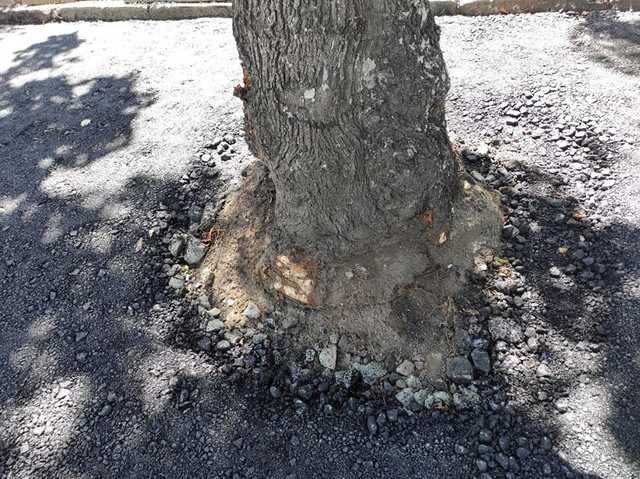 В Николаеве дорожники закатали в асфальт аллею с деревьями