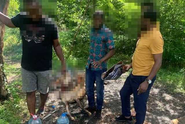 Иностранцы зарезали и зажарили козу во львовском парке