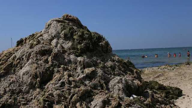 В Железном Порту "выросли" горы из водорослей