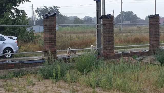 На Киевщине собаки, гулявшие без поводка, разорвали кота: делом занялась полиция