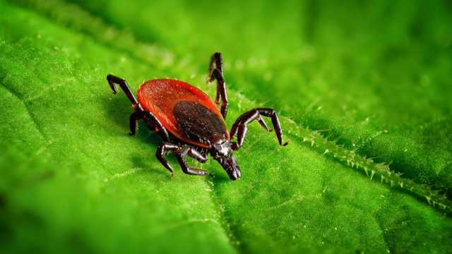 На Волині зареєстрували черговий випадок захворювання на хворобу Лайма