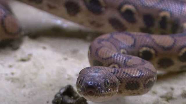 В Полтаве женщина нашла удава в туалете: чем закончилась опасное приключение