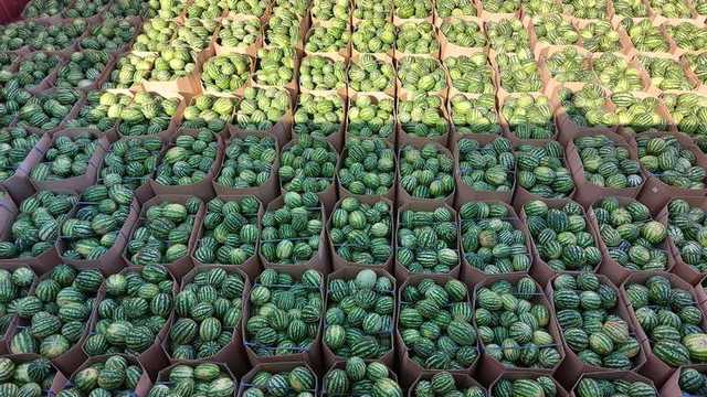 В Киев прибыла баржа с 300 тоннами арбузов