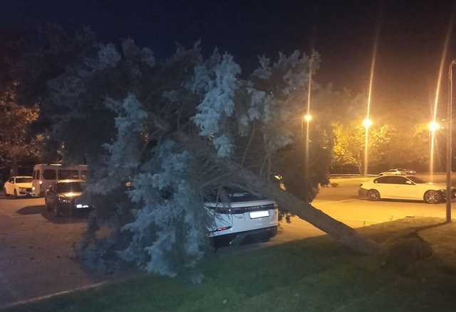 Возле Одесской обладминистрации голубая ель рухнула на элитный внедорожник