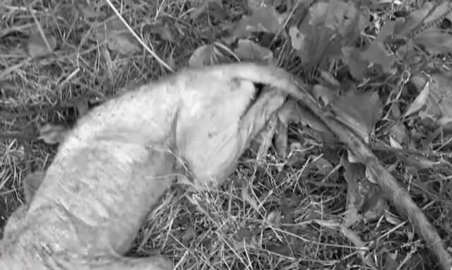 На Ривненщине в ловушку попал загадочный зверь: люди уверены, что это "чупакабра"