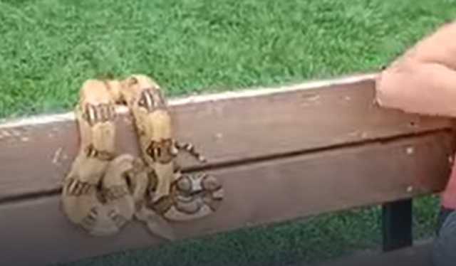 В Днепре женщина "вывела" 2-метрового удава погулять на детской площадке