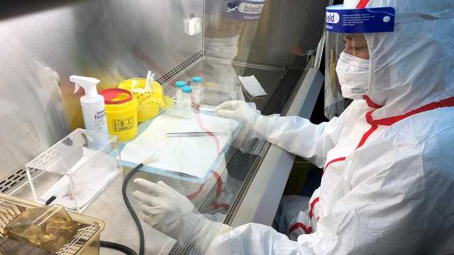 Специалисты ВОЗ назвали трудности в поиске источников происхождения коронавируса