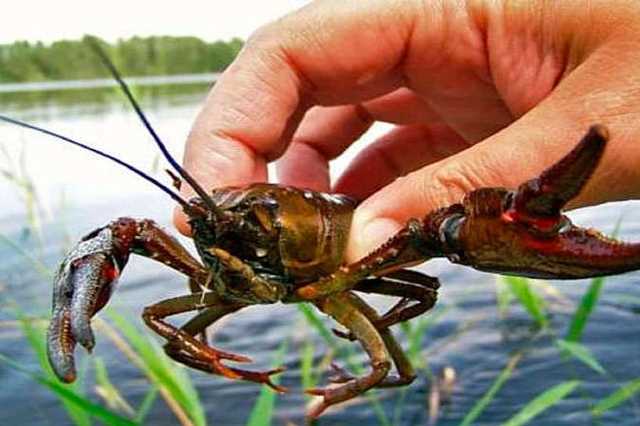 В Україні заборонили вилов раків