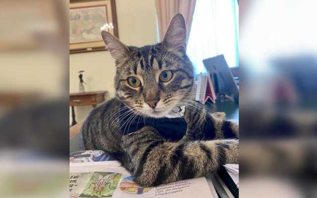 "Кошачий мэр" Львова исчез после взрыва в ратуше