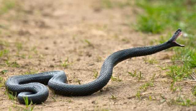 На Львовщине 23-летняя девушка попала в больницу из-за укуса змеи