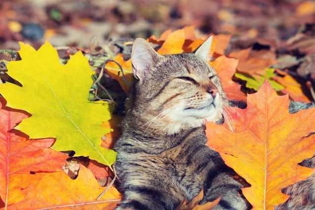 Выходные и праздники в октябре: Сколько будут отдыхать украинцы