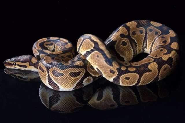 В Одессе мужчина катал в трамвае питона