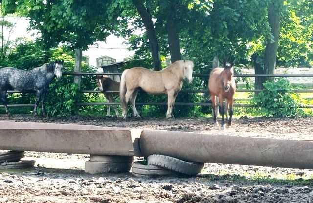 Суд виправдав учасників махінацій із землею, які керували наближеними до Януковича фірмами