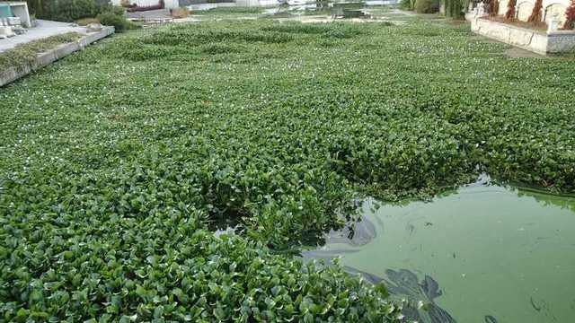 На Киевщине реку Днепр атакует "зеленая чума": фото водоема