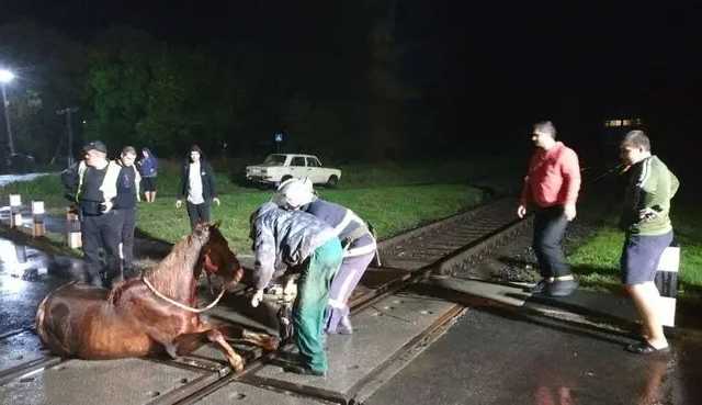 Под Луцком ради спасения коня пришлось остановить поезд
