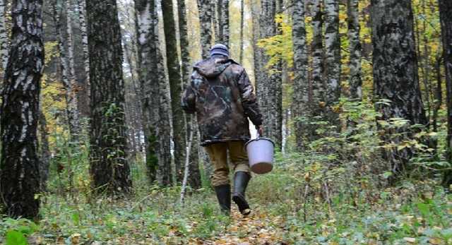 Исчезновение грибников на Прикарпатье: их до сих пор не нашли