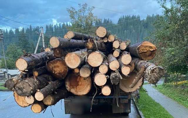 Полицейские разоблачили кражу древесины на Буковине