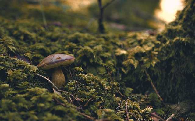 Пошли за грибами и заблудились: в Ивано-Франковской области нашли тела двух мужчин