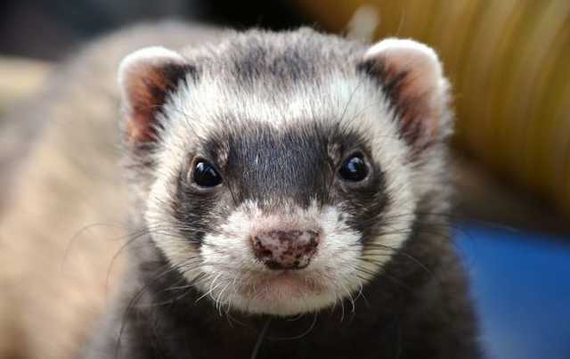 В США первый случай COVID у хорька: заразился от человека