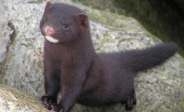 У Данії збираються продовжити заборону на розведення норок