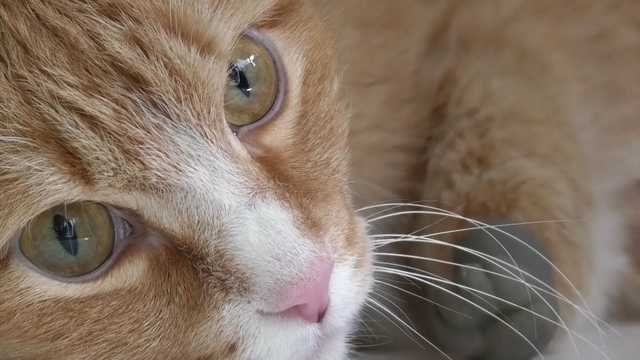 В Китае начали усыплять домашних кошек с положительным тестом на коронавирус