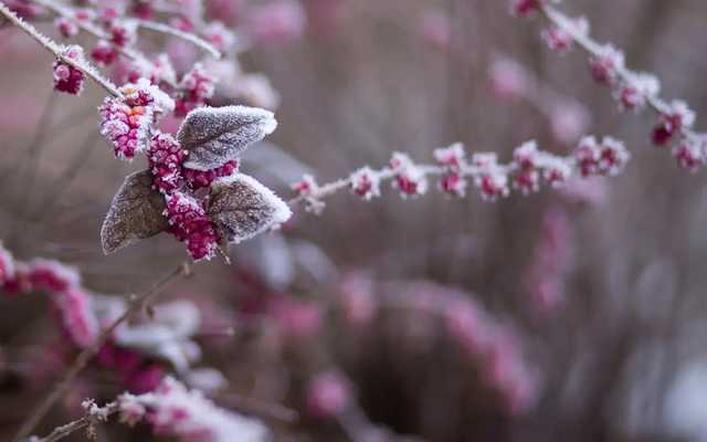 В Украину пришли заморозки