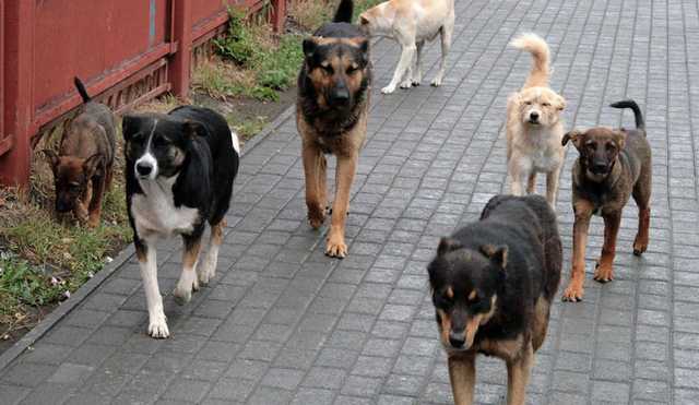 В Одессе ребенок попал в больницу после нападения стаи собак