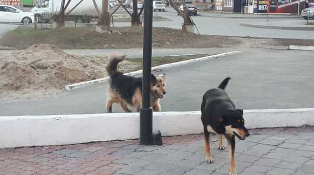 Стая собак набросилась на жительницу Днепра