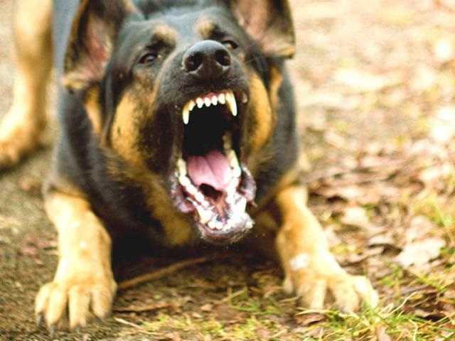 В Одессе стая собак напала на школьника